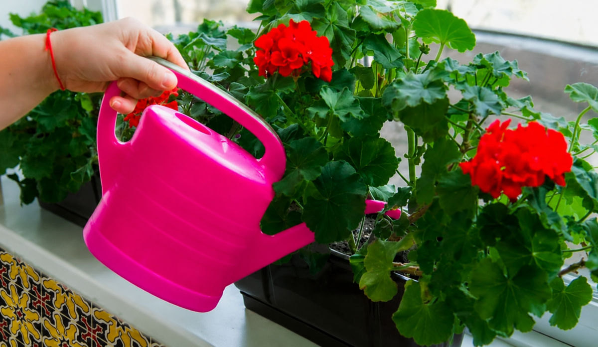Secretul muscatelor pline de flori! 6 reguli simple pe care orice iubitor de plante ar trebui sa le stie
