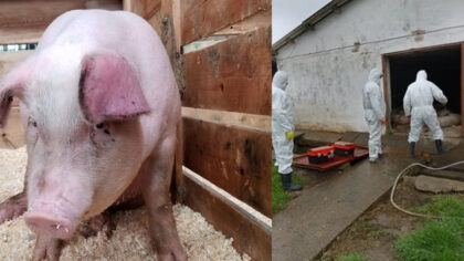 Un nou focar de pesta...