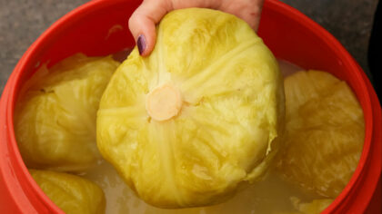 Cate zile se vantura varza...